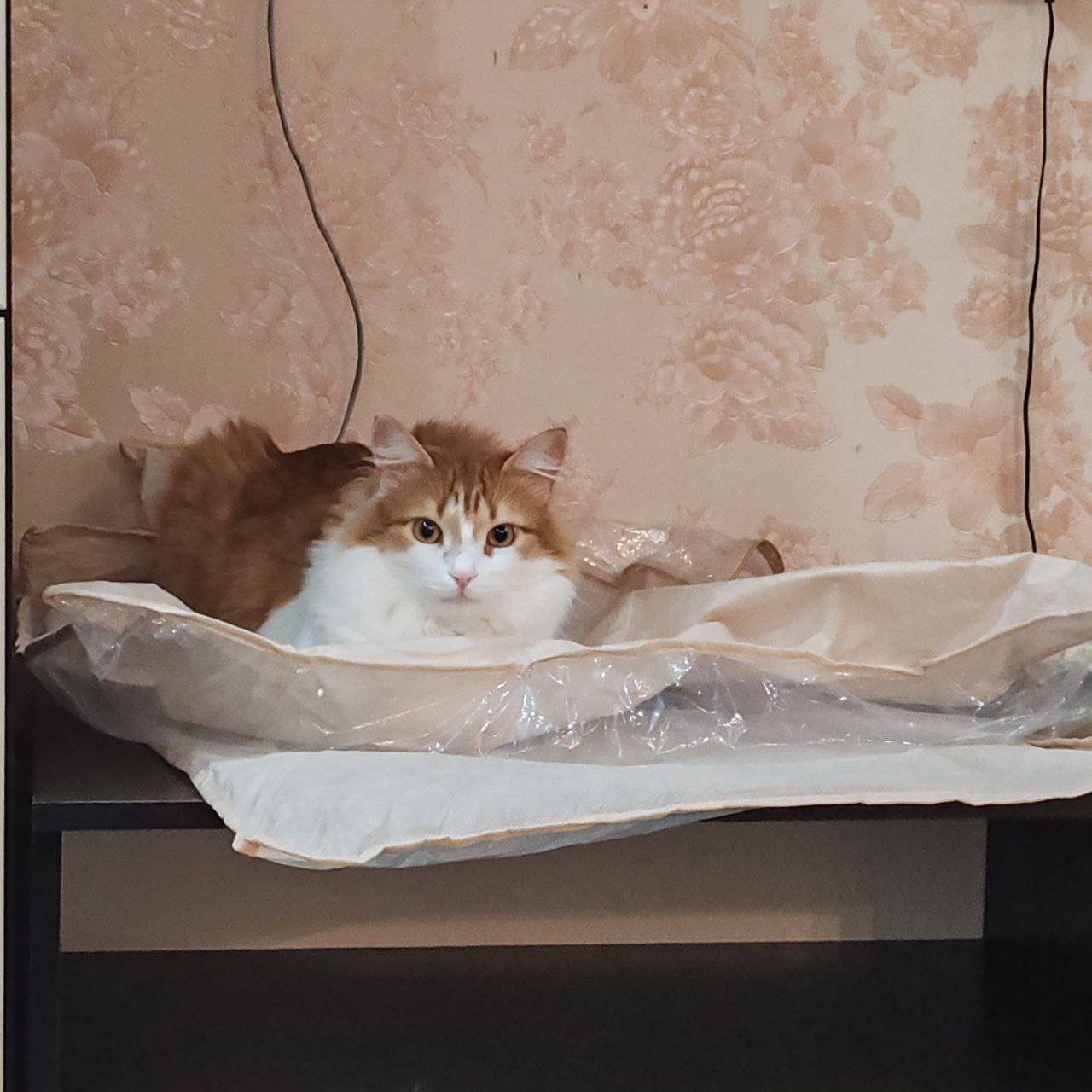 ‼️ПРОПАЛ КОТ В РАЙОНЕ ЛАЗОРИКО...