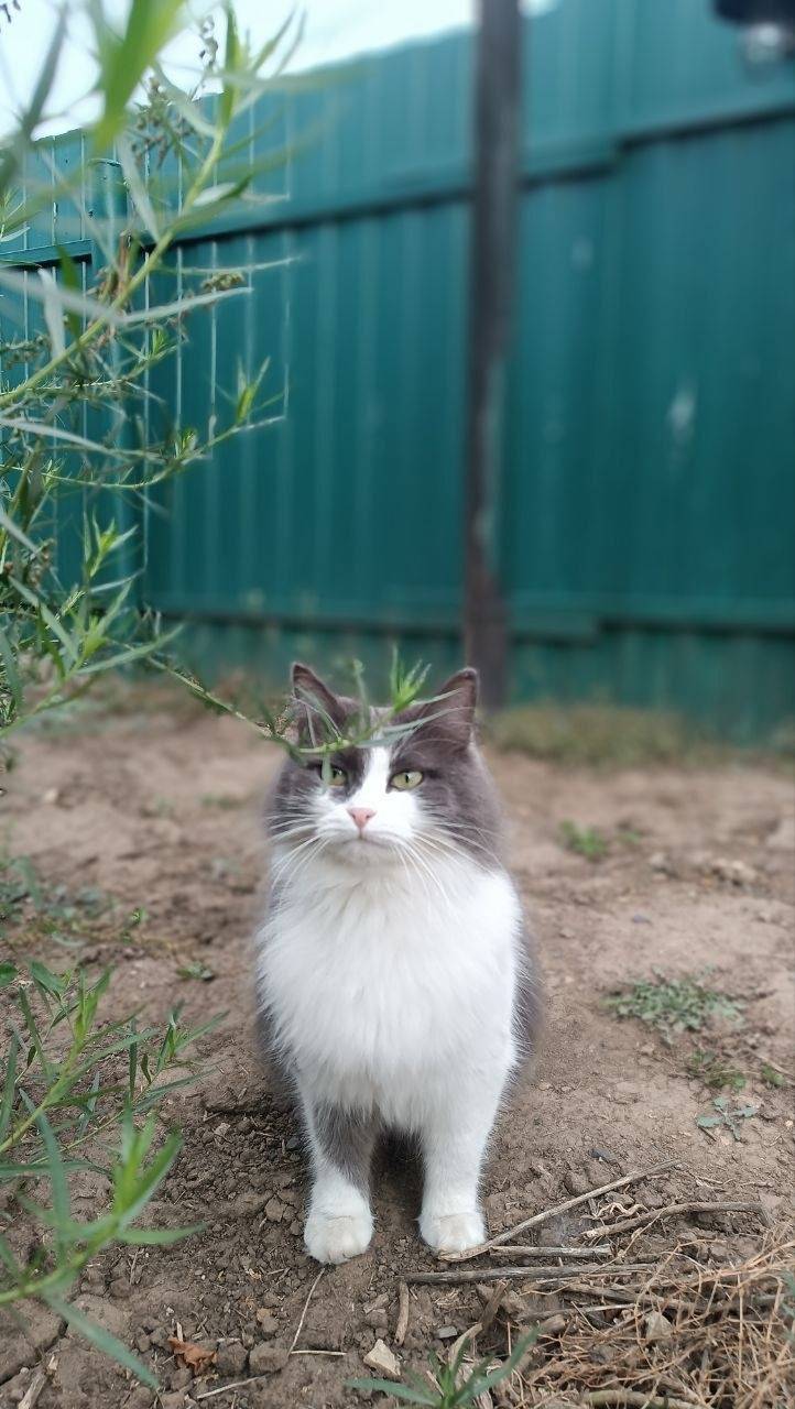 Пропала кошка , если кто видел...