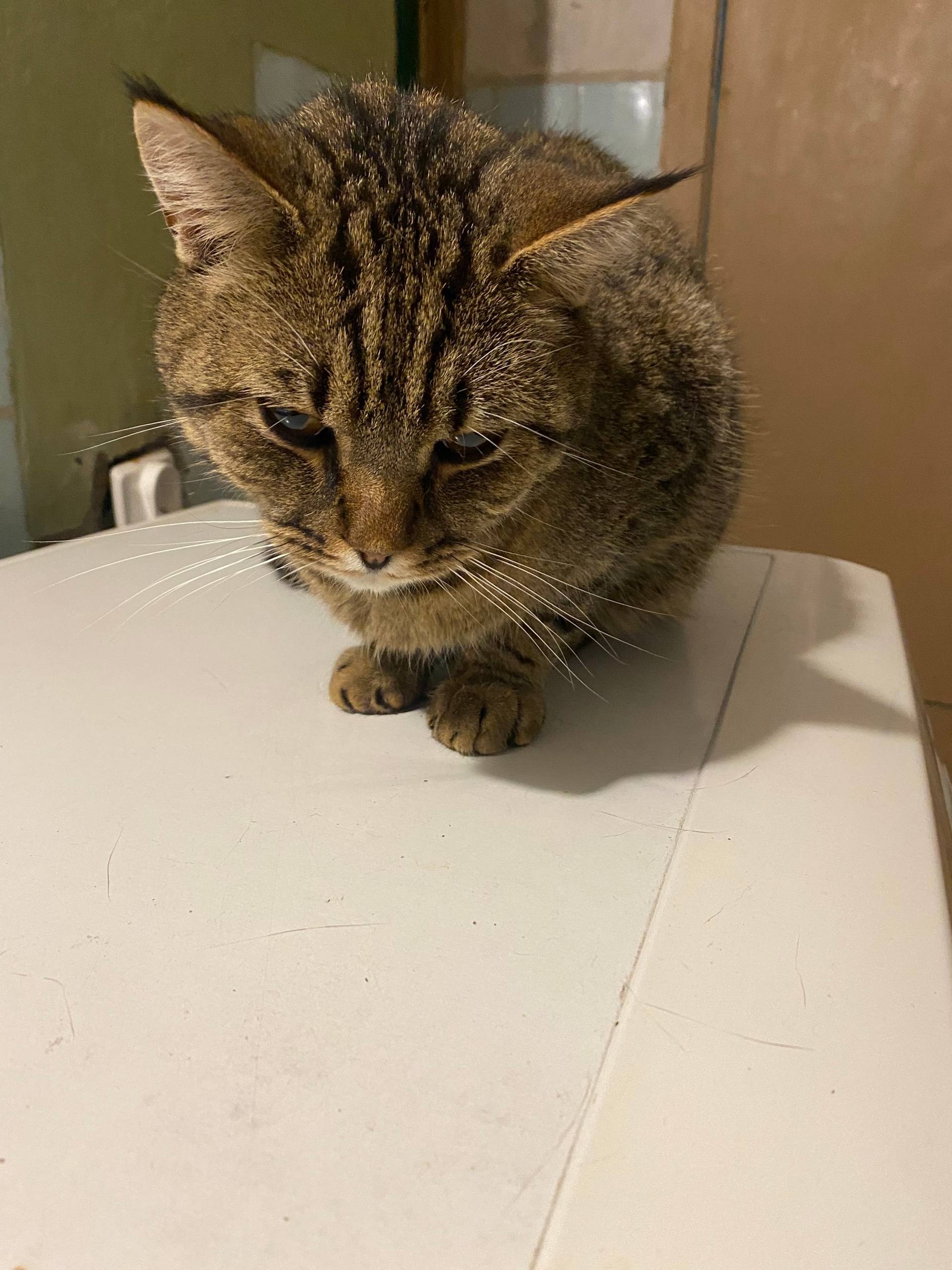 Найден кот сиди в подъезде Нев...