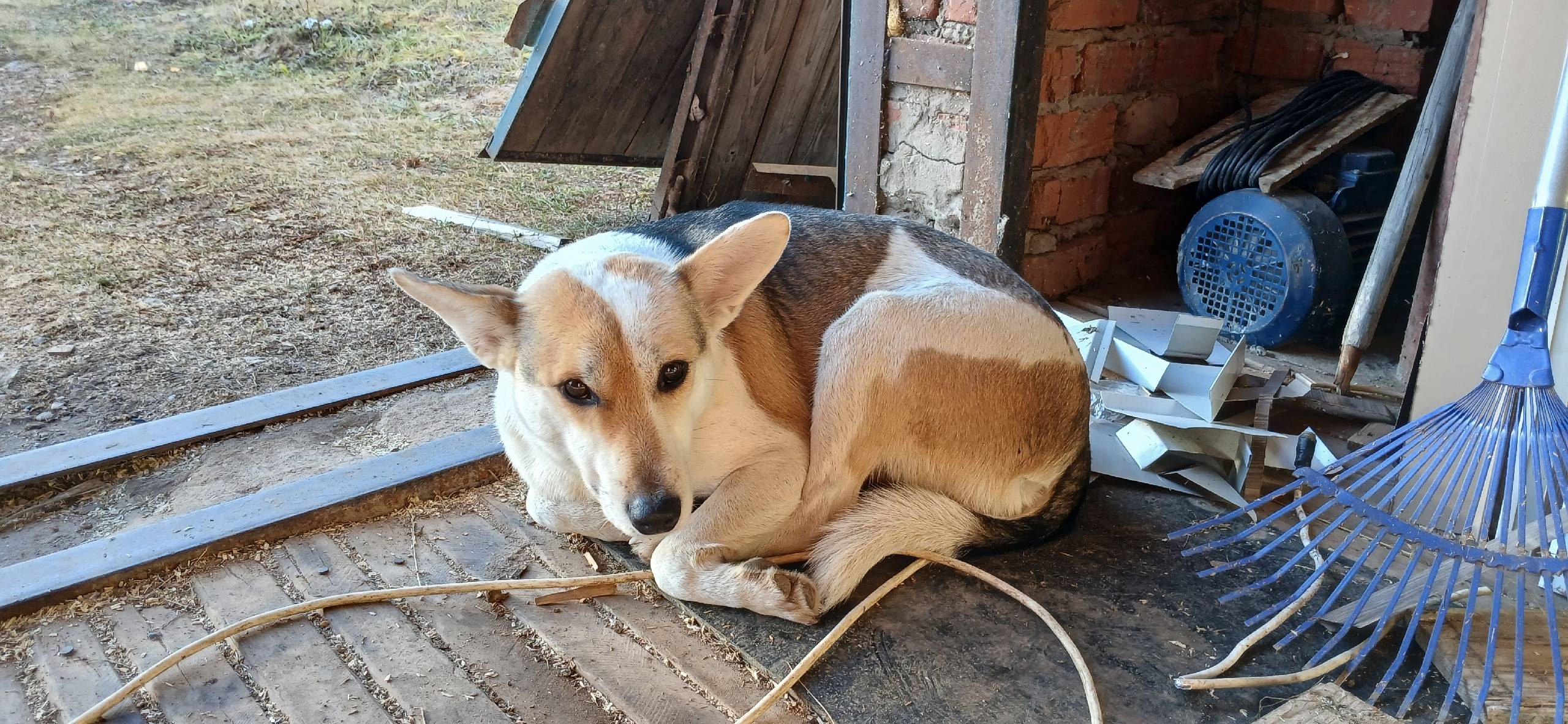 Может кто потерял собаку,мальч...