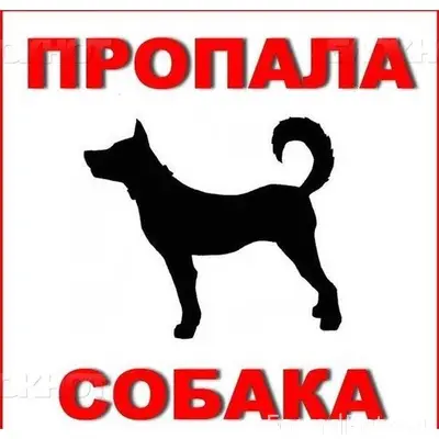 🆘🆘🆘🆘🆘🆘🆘🆘🆘🆘 Пропала собака!В ра...