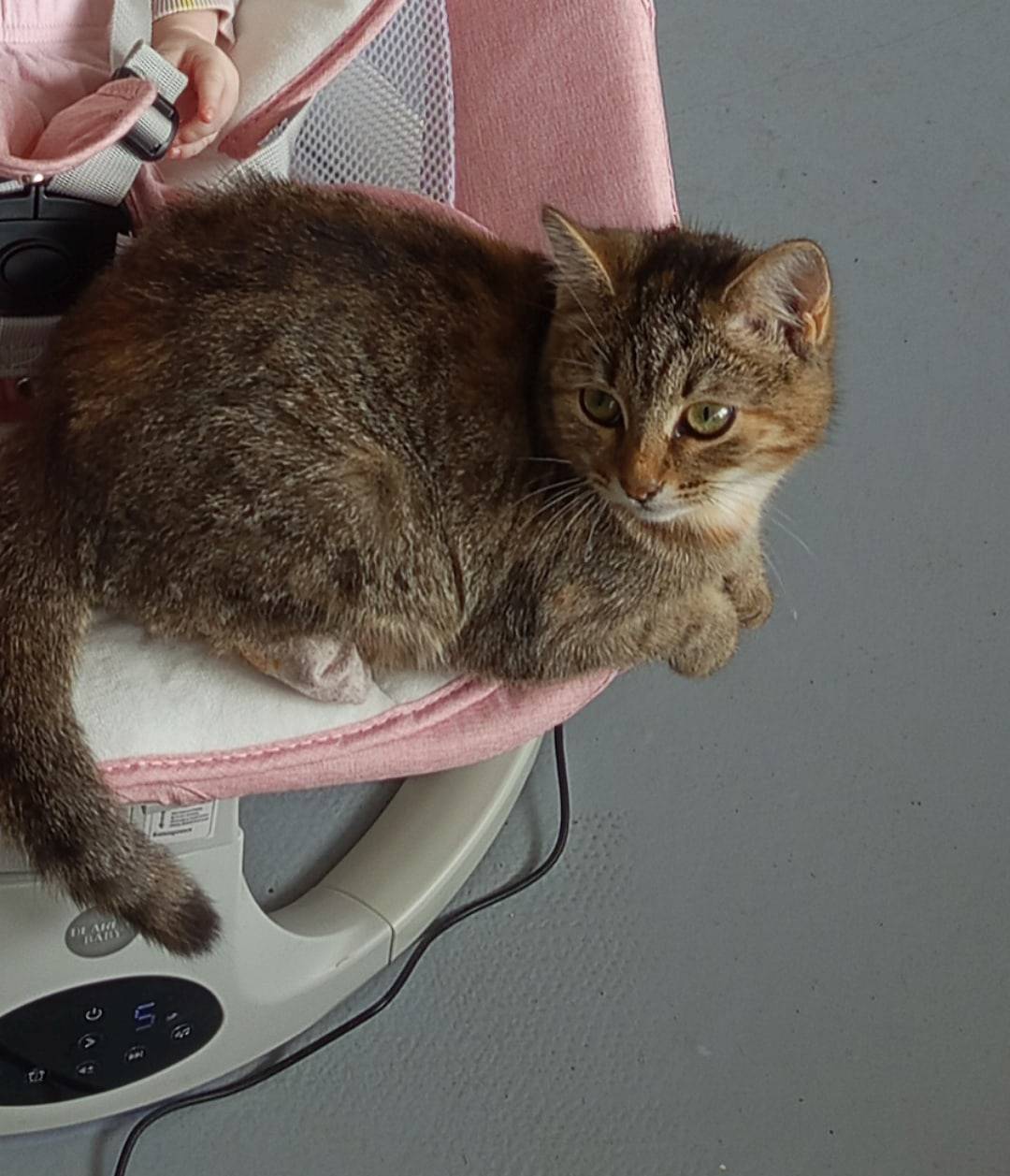 Пропала кошка, кто нибудь ее в...