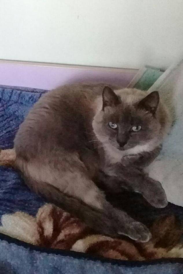 14.11.2025.Пропал кот, зовут.....