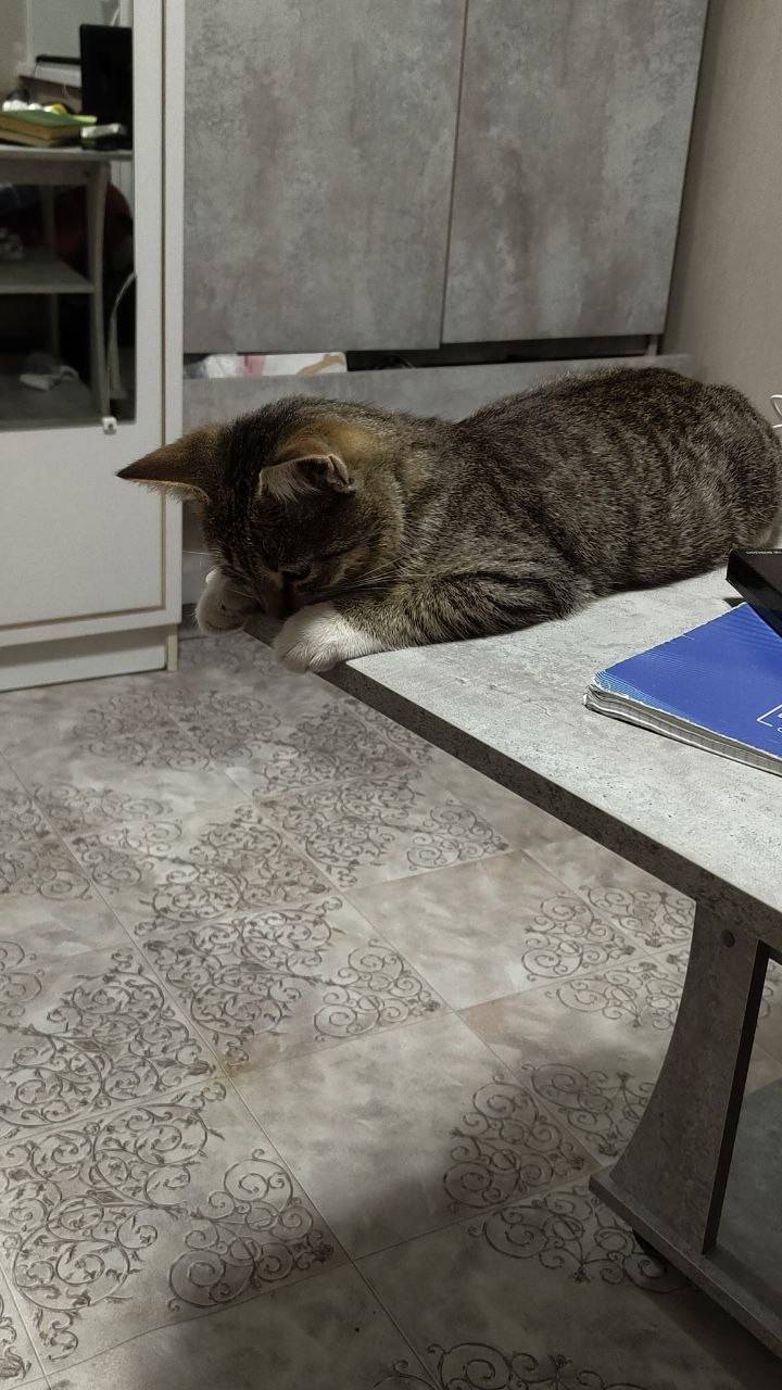 Пропал кот по кличке Филя, гул...