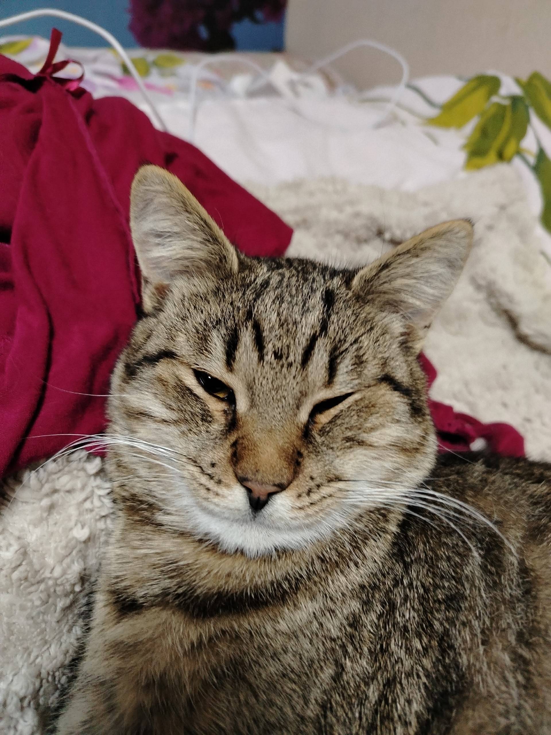 Пропал кот в районе Грибоедова...