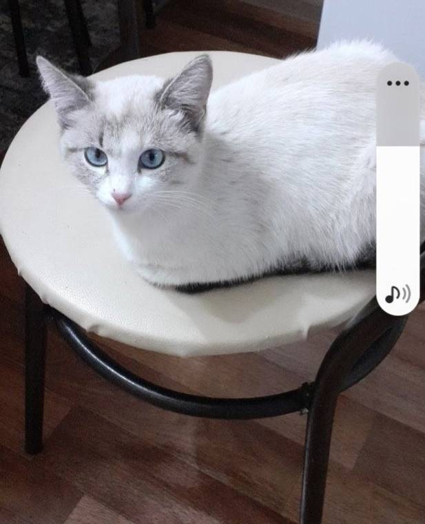 Пропала кошка на ул.Стрелецкая...