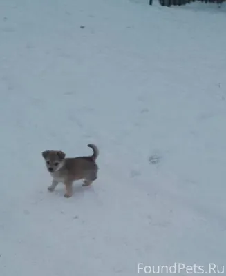 Пропала собака ❗❗❗ кто видел и...