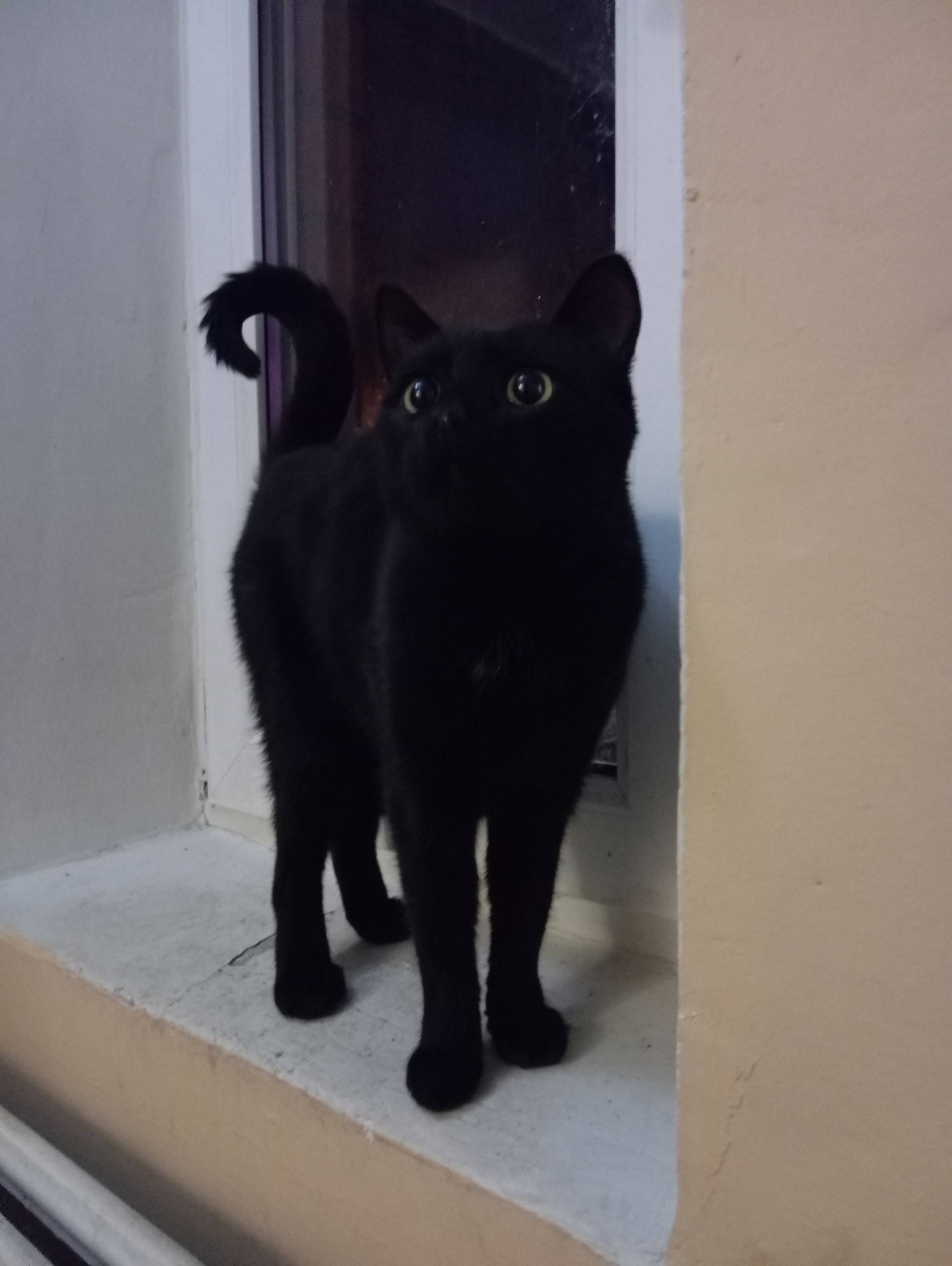 Чей потеряшка постоянно бегает...