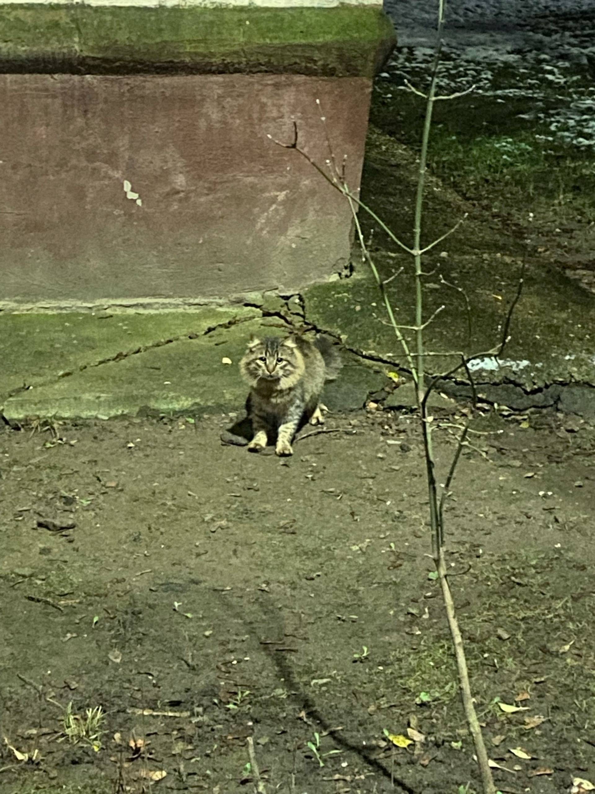 Дедовск, ул. Комарова. Кто пот...