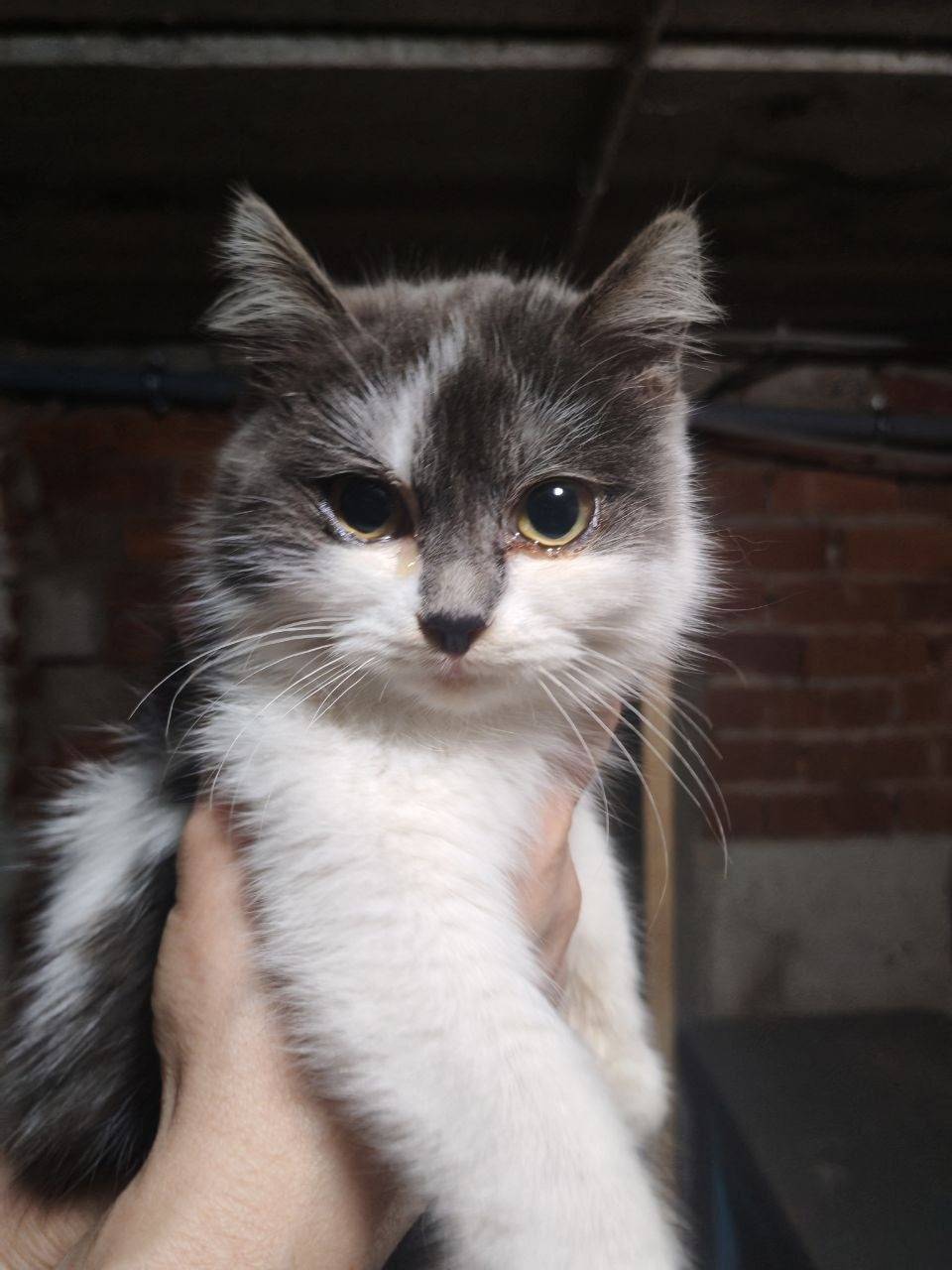 🏡 Котенок мальчик ищет старого...