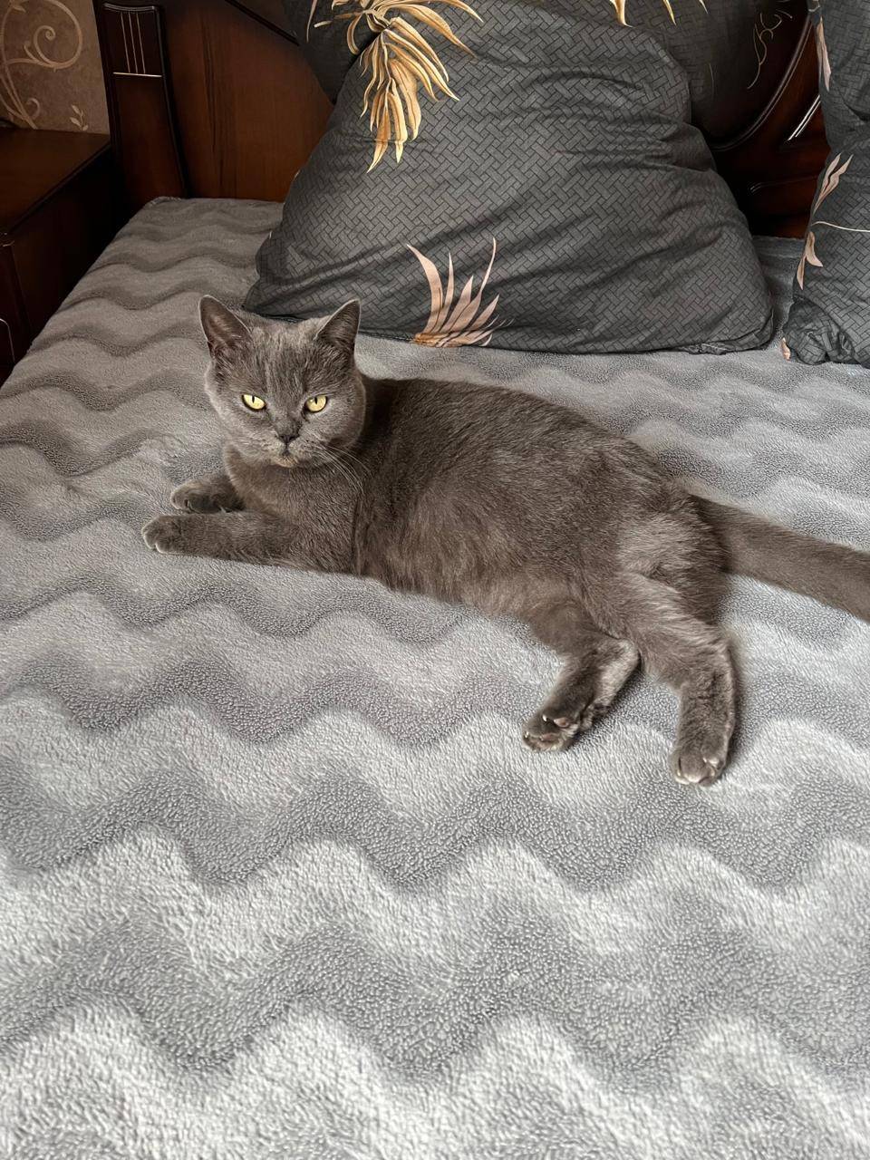 Пропала кошка 13 ноября в райо...