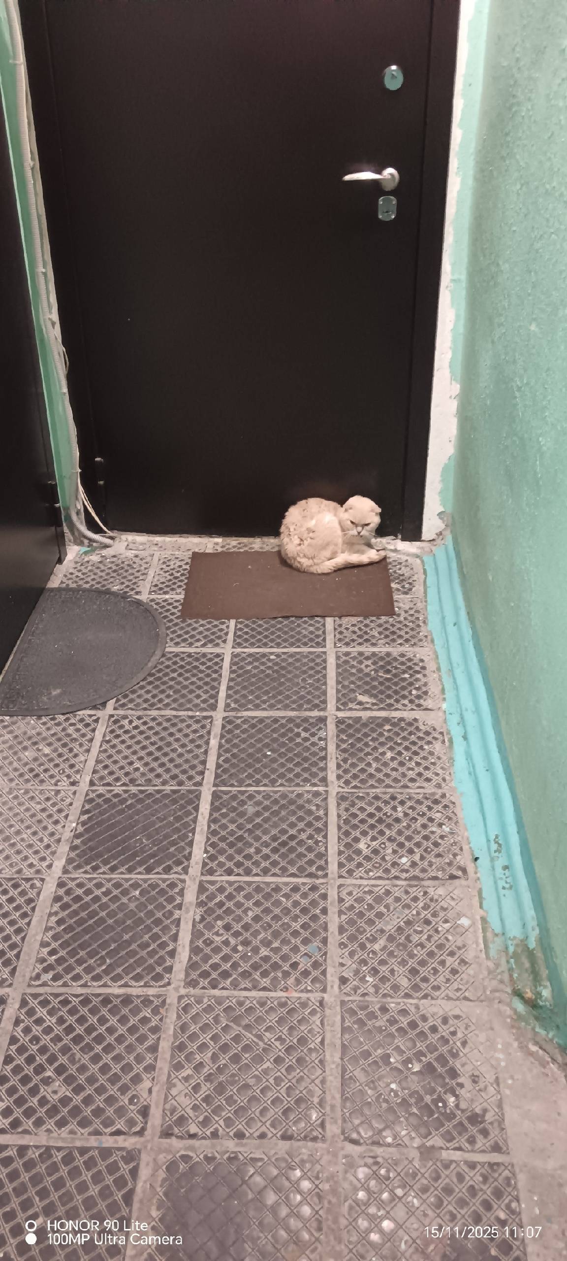 Найден кот, бело-серый, обраща...