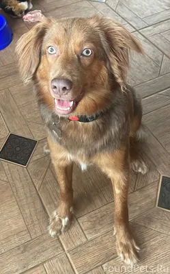 ПРОПАЛА СОБАКА! Убежала из СНТ...