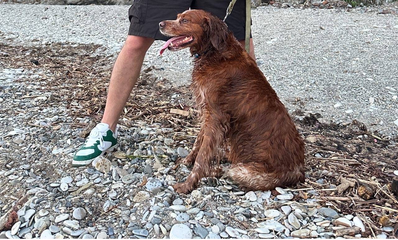 Снова,во время стрельб,сбежал ...