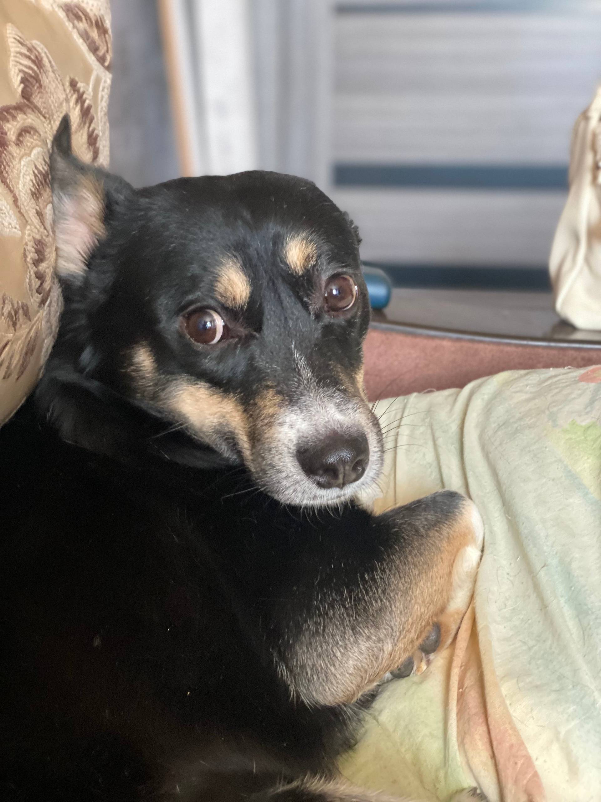 Потерялась собака в районе жел...