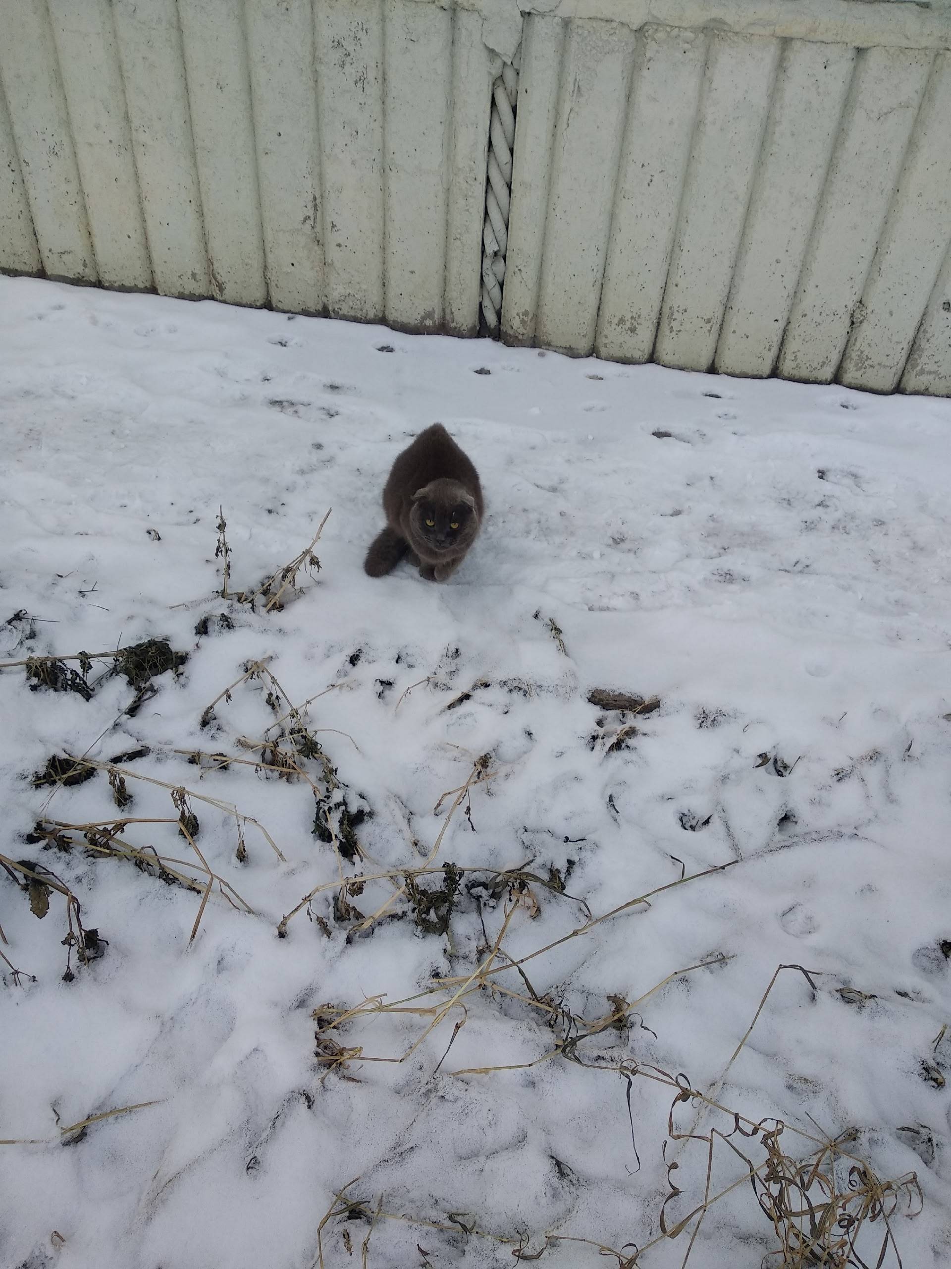 Чей котик потерялся или снова ...