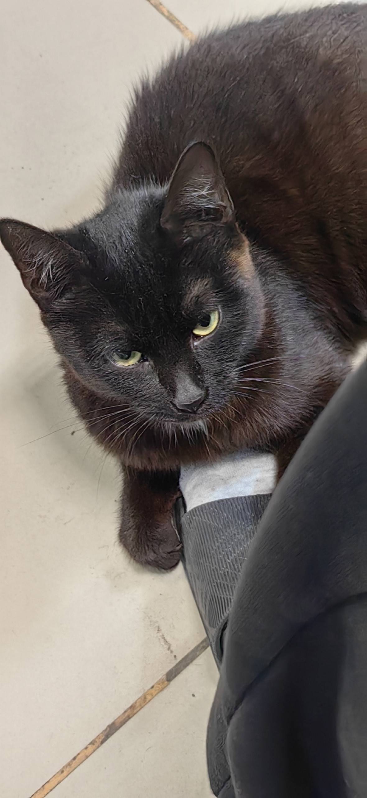 Котёнок был найден на трассе О...