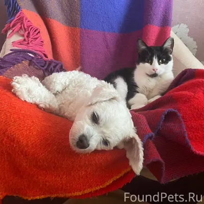 ПРОПАЛА СОБАКА! ШАРЛОТТА! Убеж...