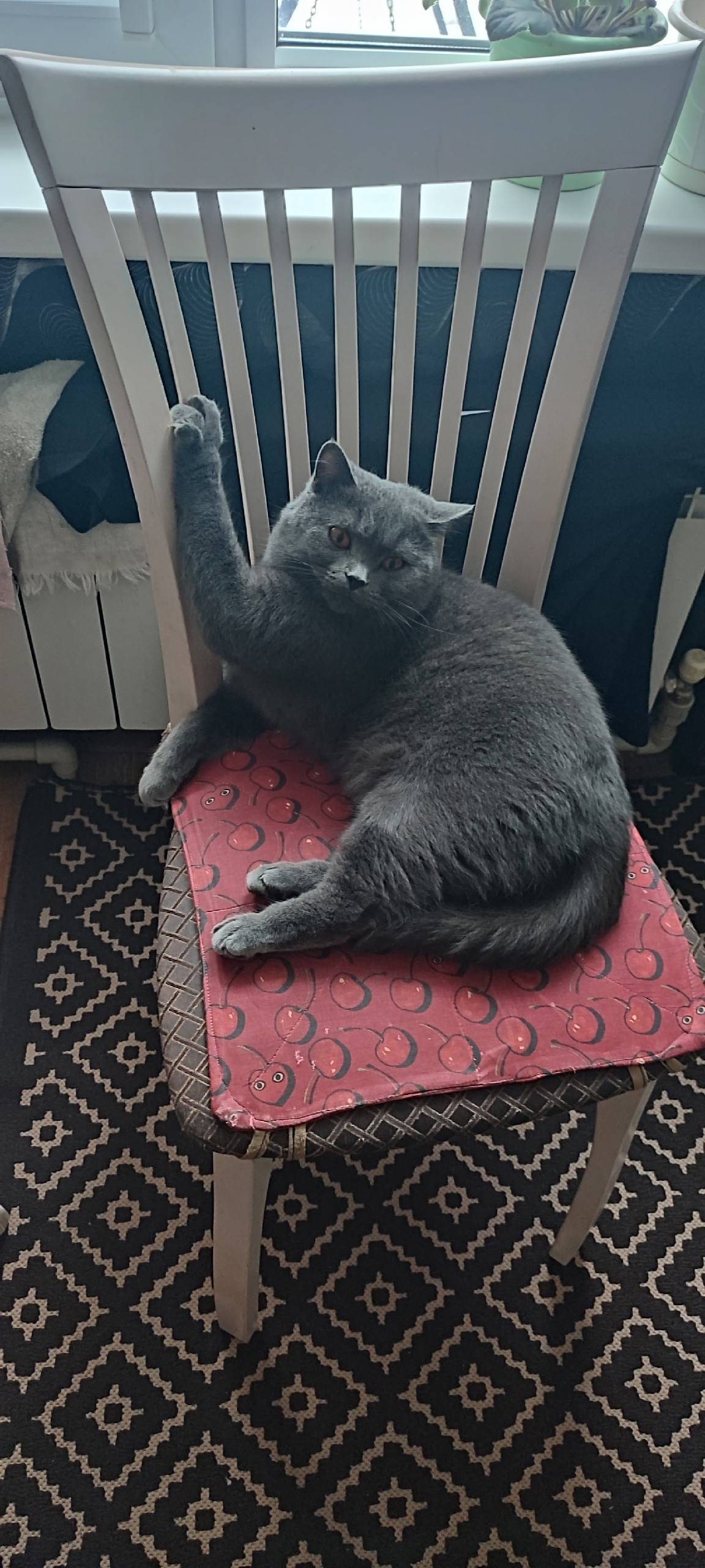 Пропал кот, улица Урицкого, кт...