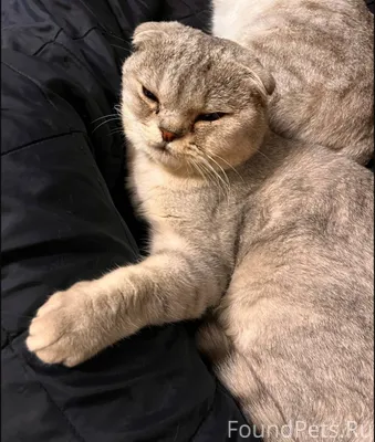Пропал кот в районе ул.Красноа...