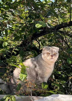 Пропал кот в районе ул.Красноа...