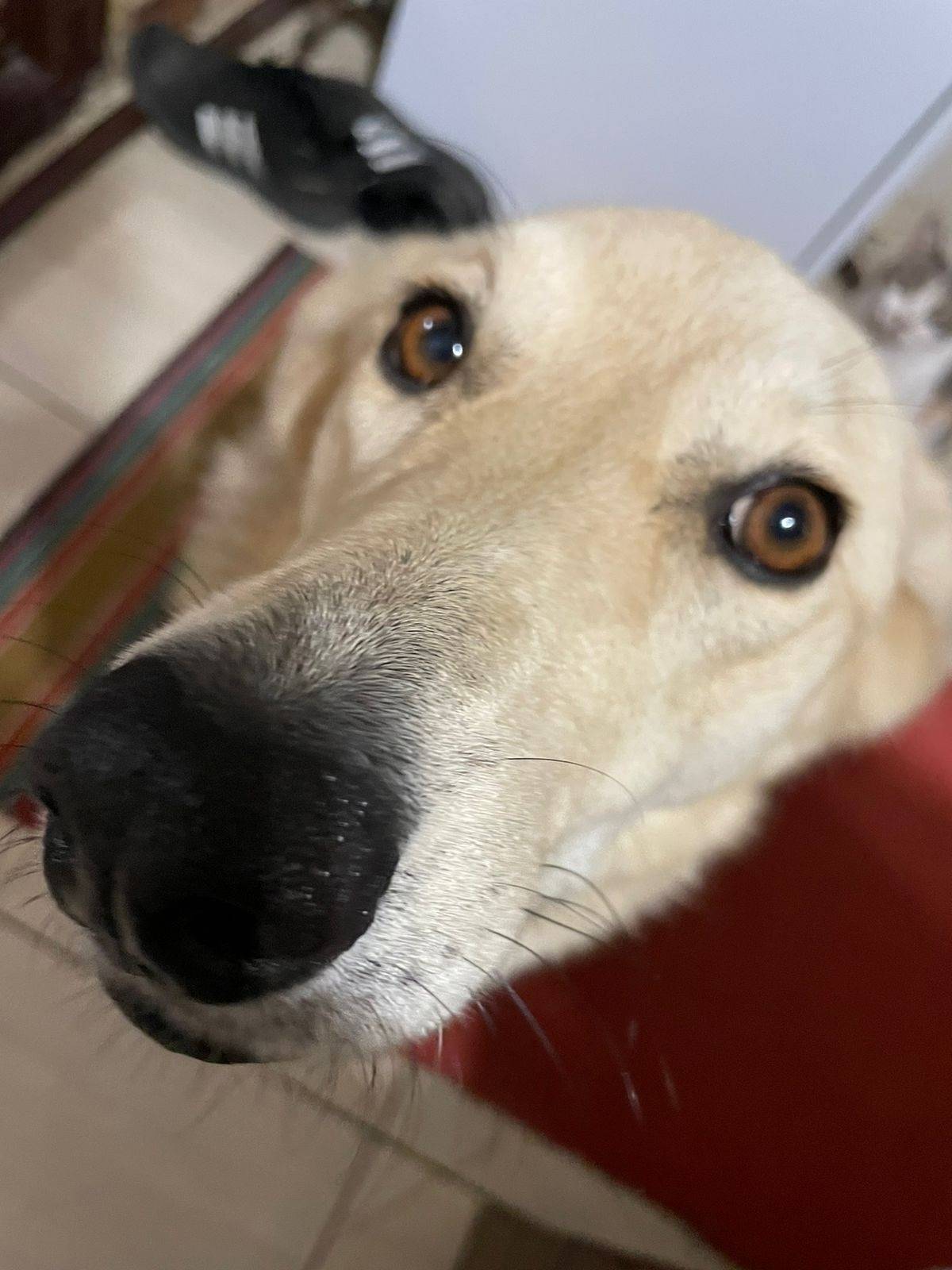 Пропала собака, кличка Эльза. ...