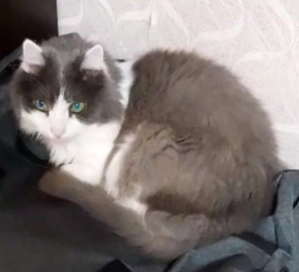 Пропал кот, кличка Принц. Особ...