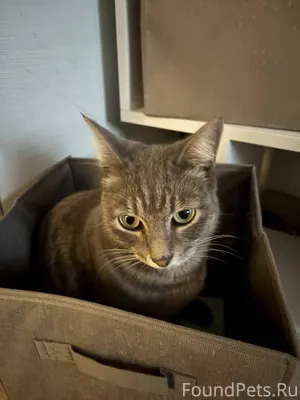 * ▌🚨 СРОЧНО! ПРОПАЛА КОШКА МАР...