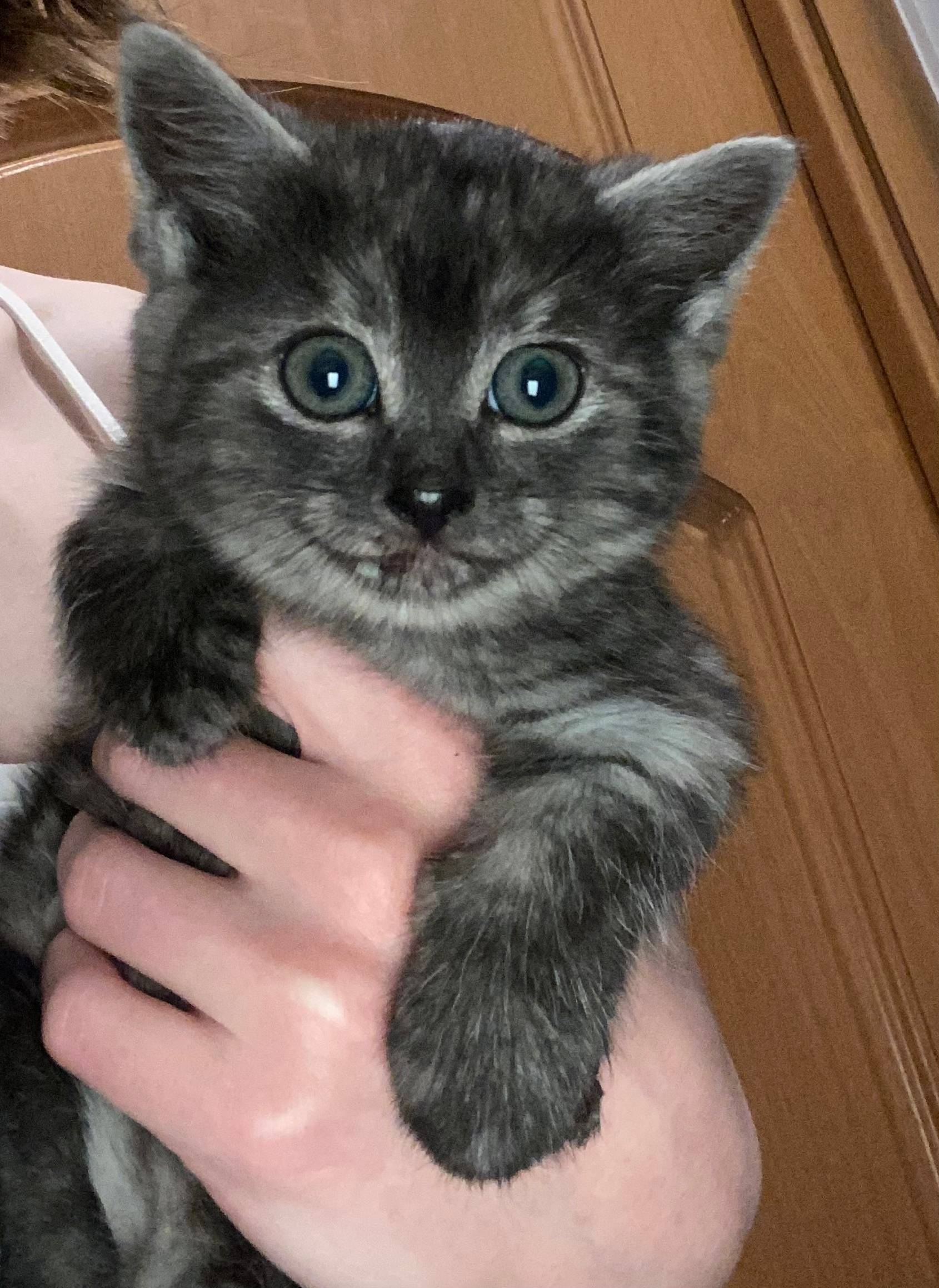 Чей котёнок? Вчера вечером най...