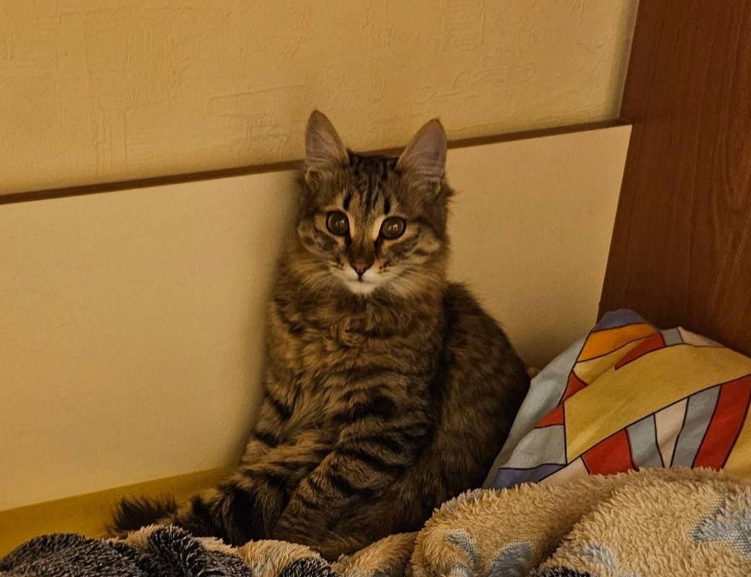 Найдена кошка в 30 микрорайоне