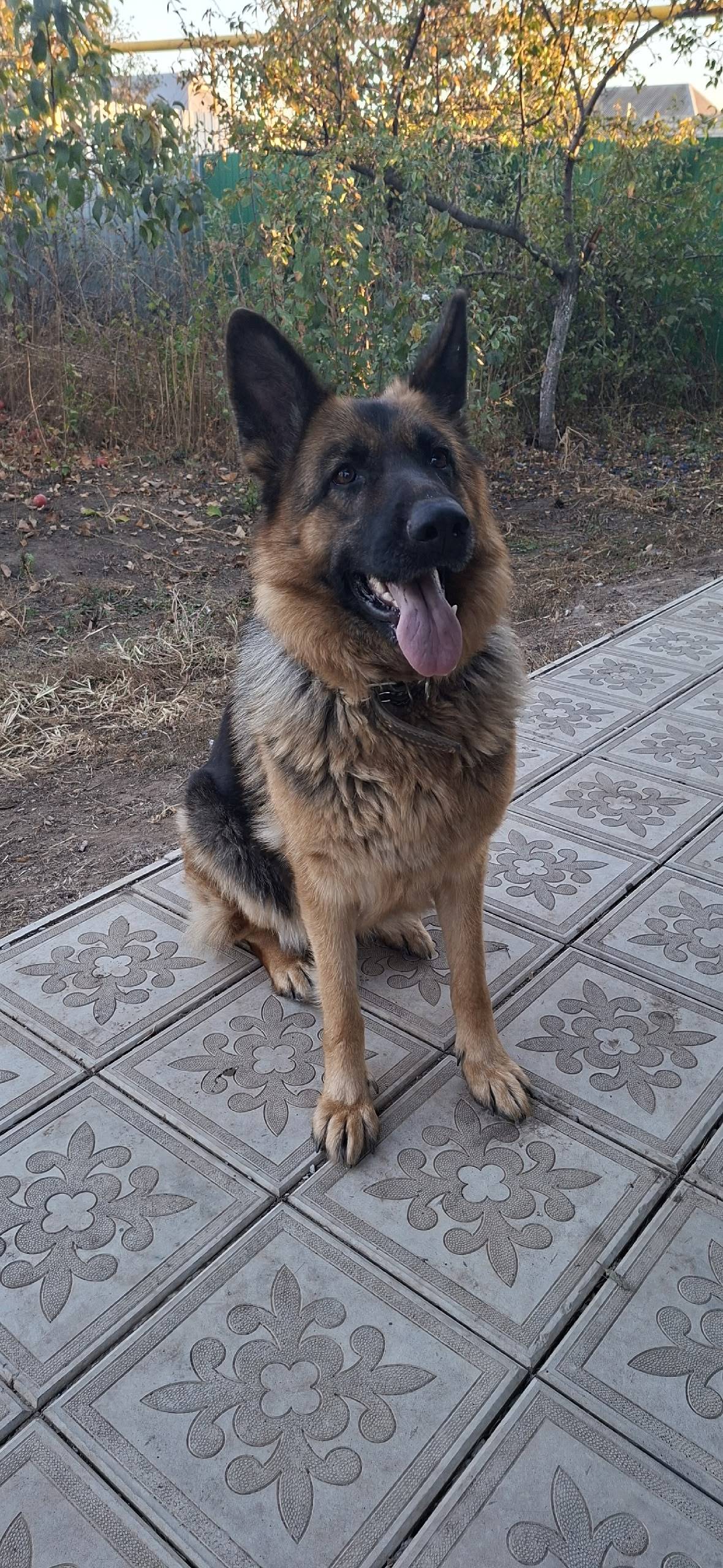Пропала собака по клички Найда...