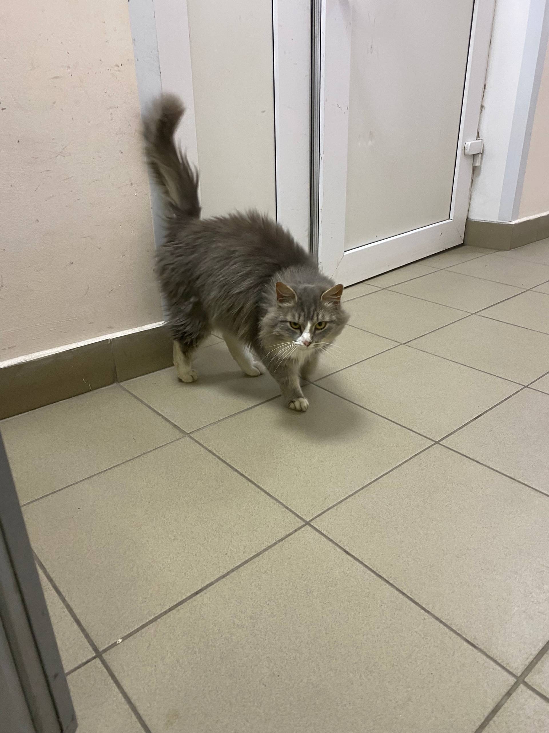 🐈‍⬛ Найден кот, находится в ра...