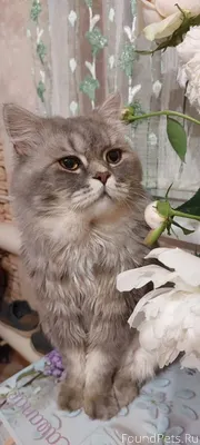 Пропал кот! Улица Возрождения ...