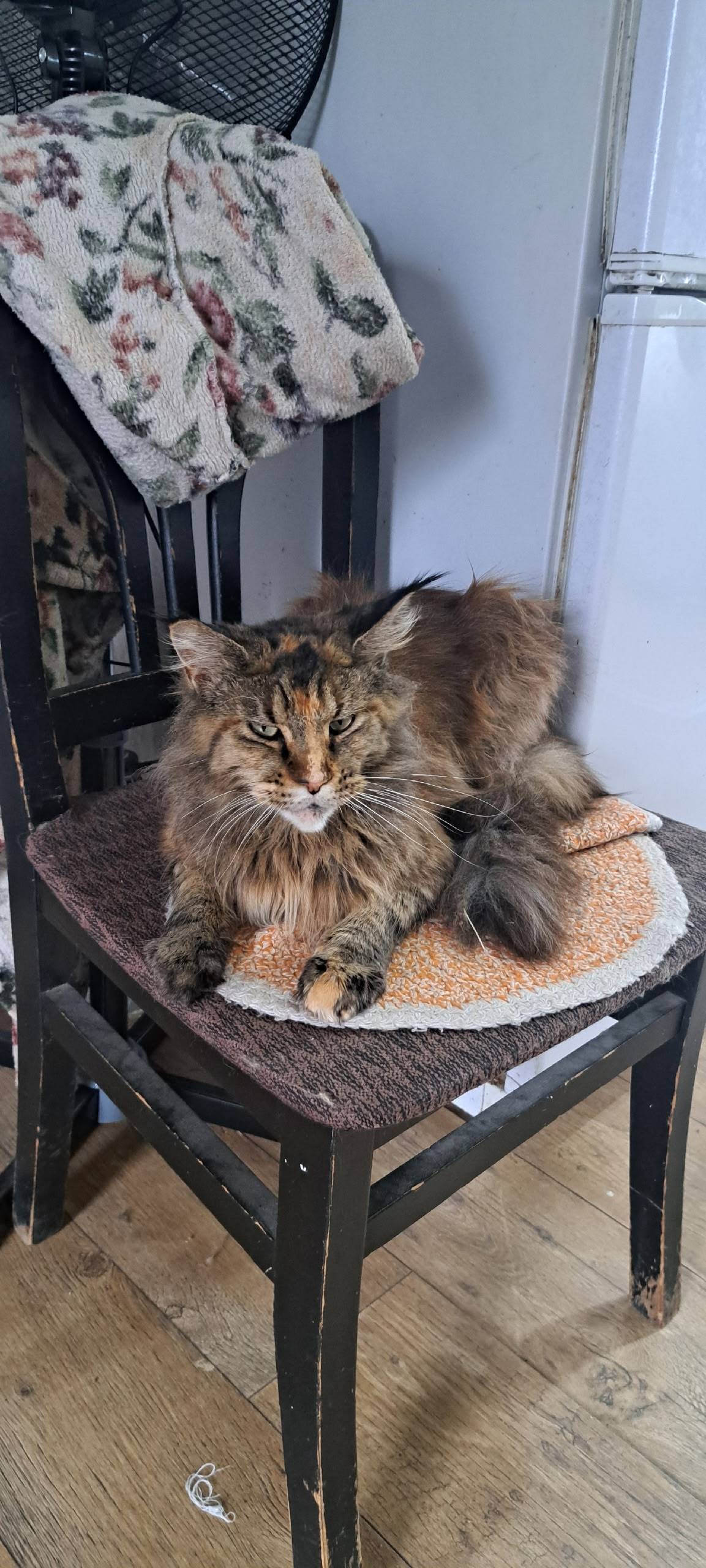 Пропала кошка 14.11 ушла гулят...