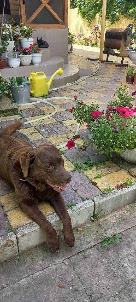 Пропала собака шоколадный лабр...