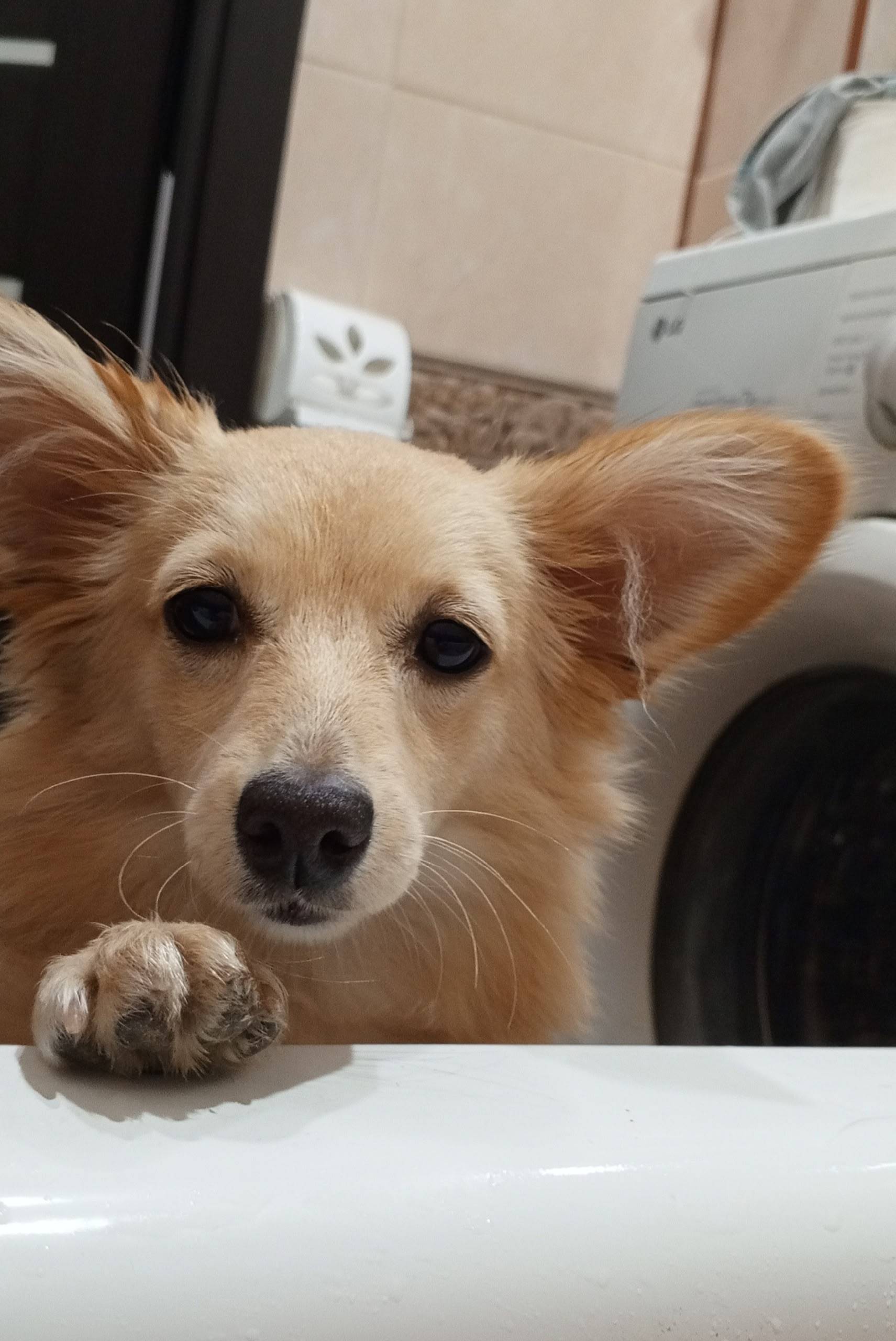 Пропала собака на БАМе. Убежал...