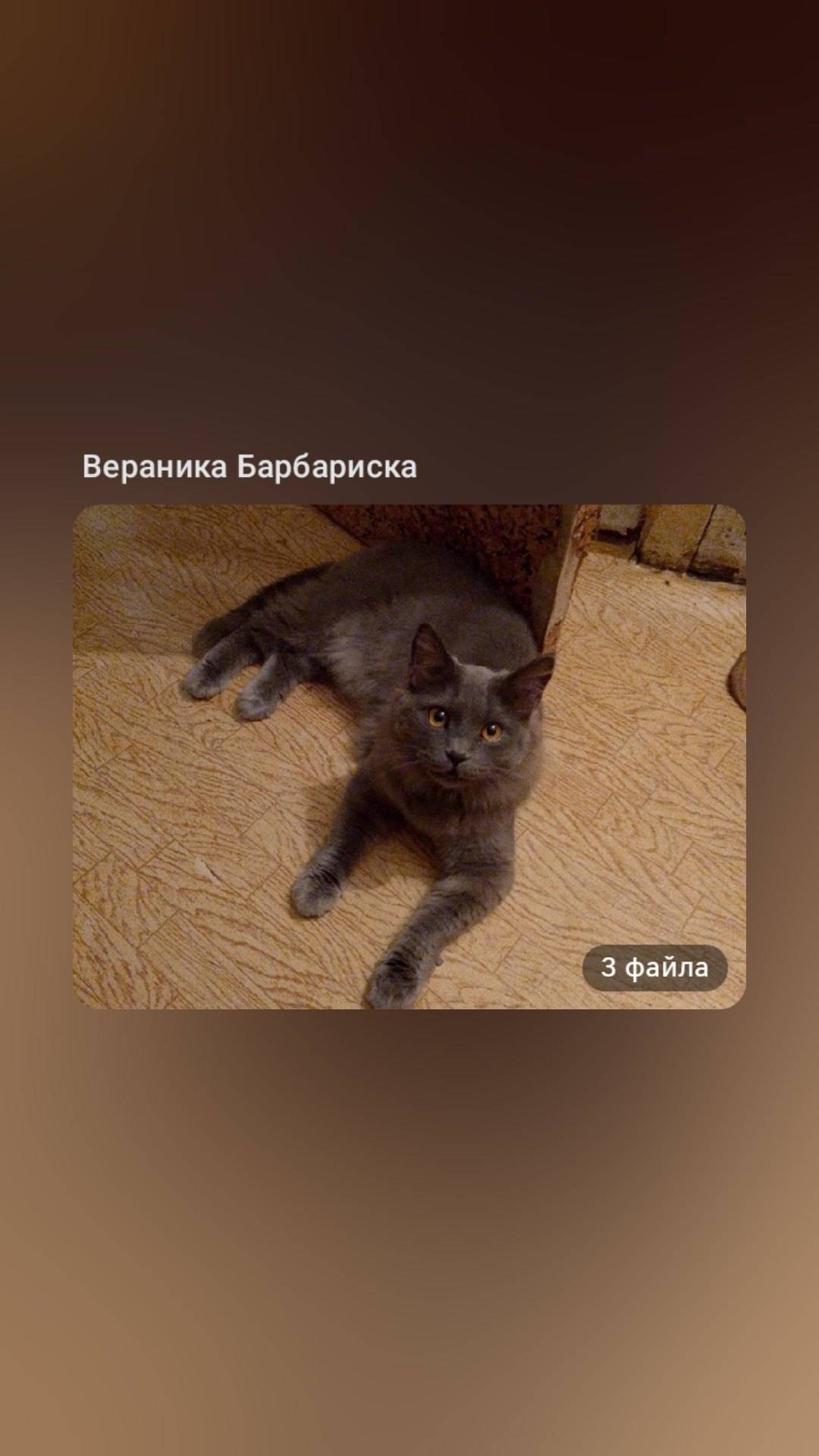 Пропал кот, британец в районе ...