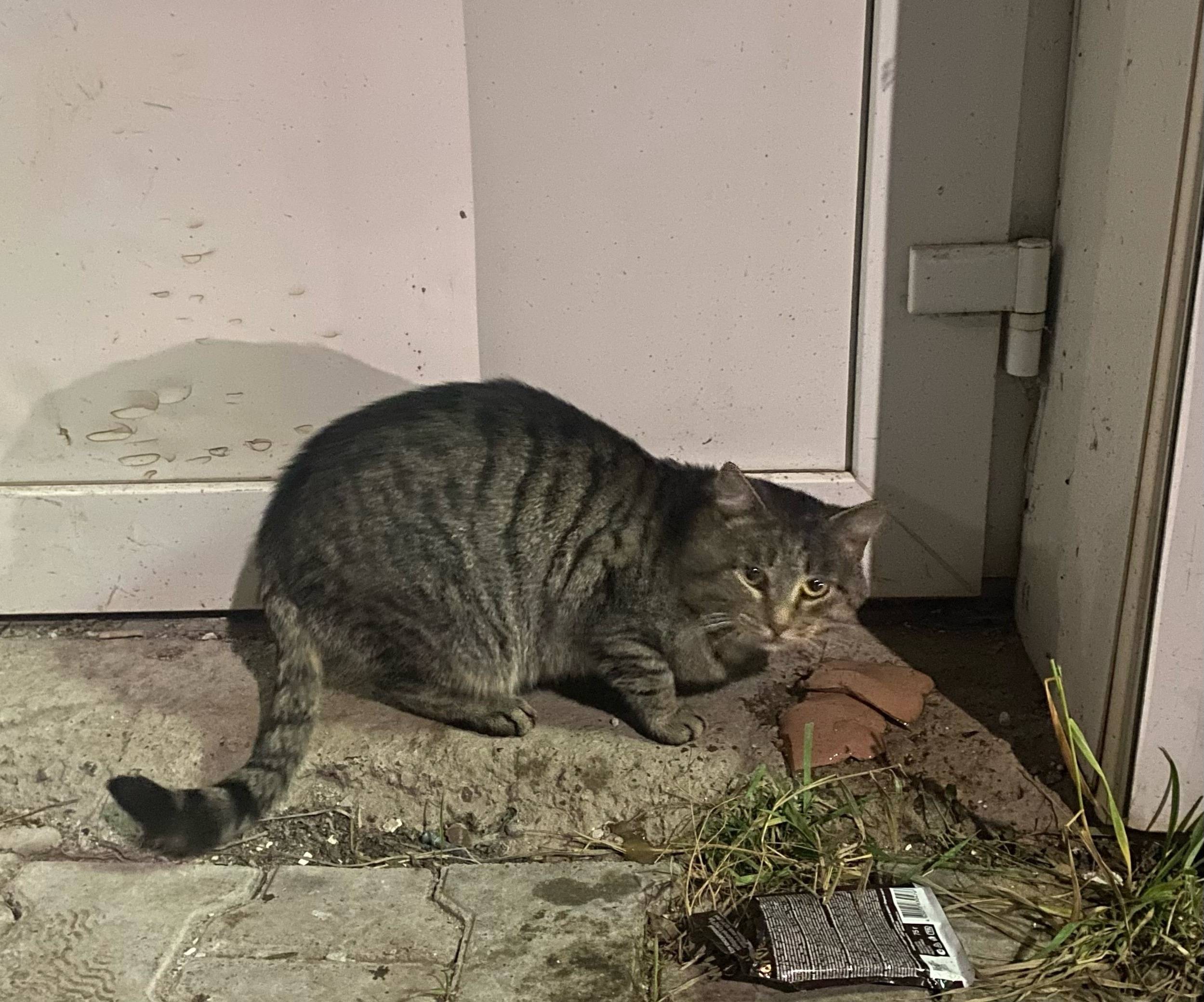 Кот На проспекте Ленина,6 появ...