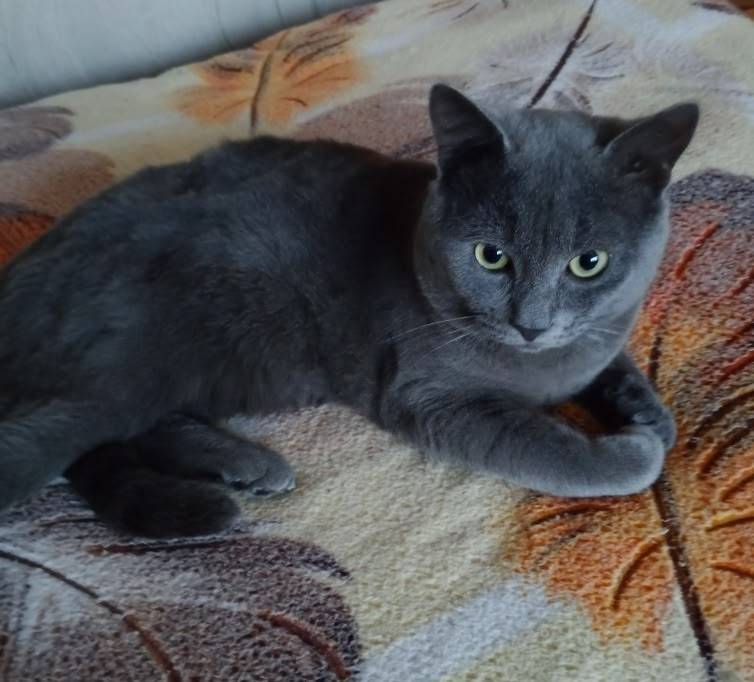 Доброго времени суток. Пропал ...