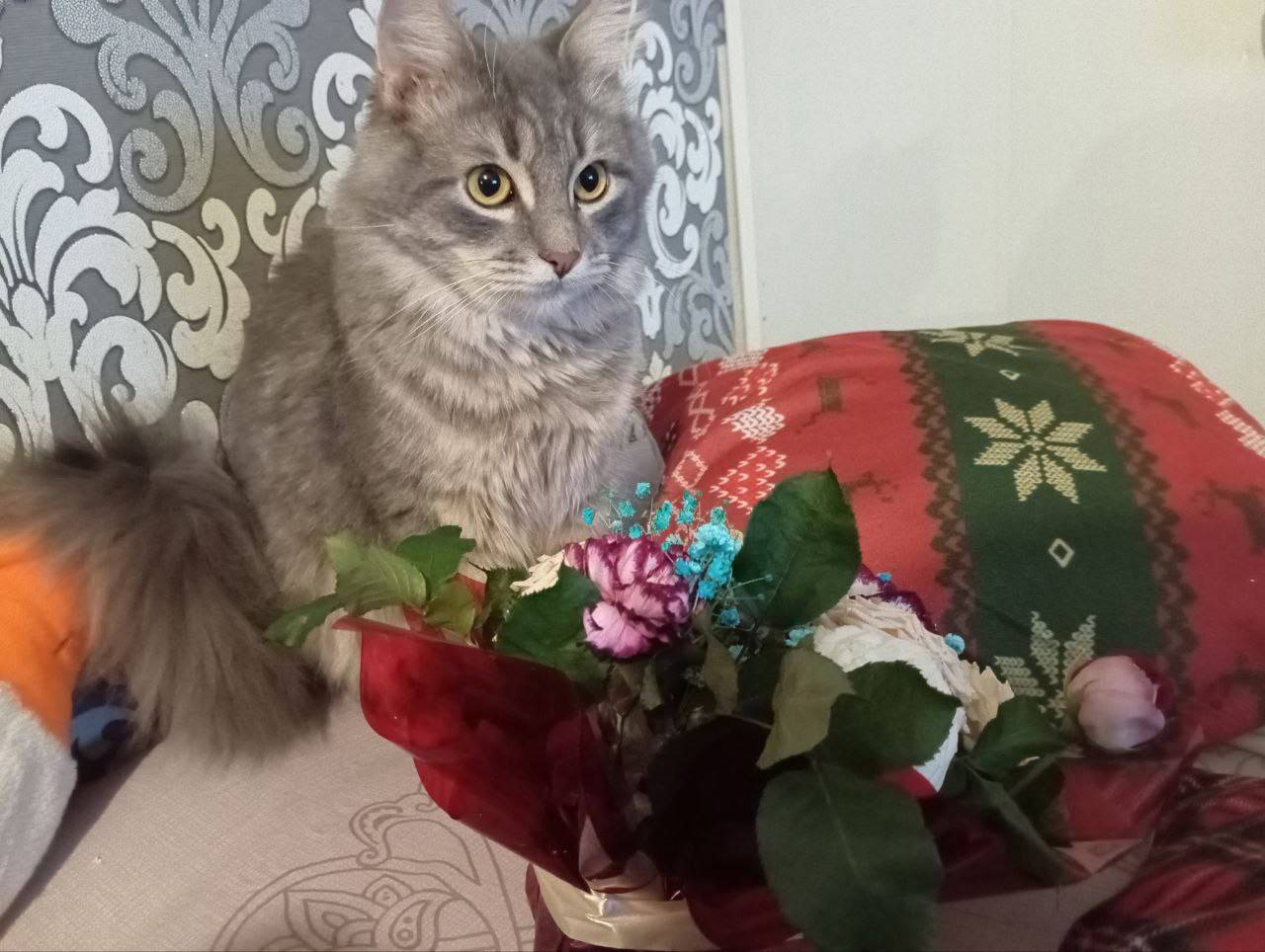 Пропал котик!⚠️ Зовут Лего́ Ле...