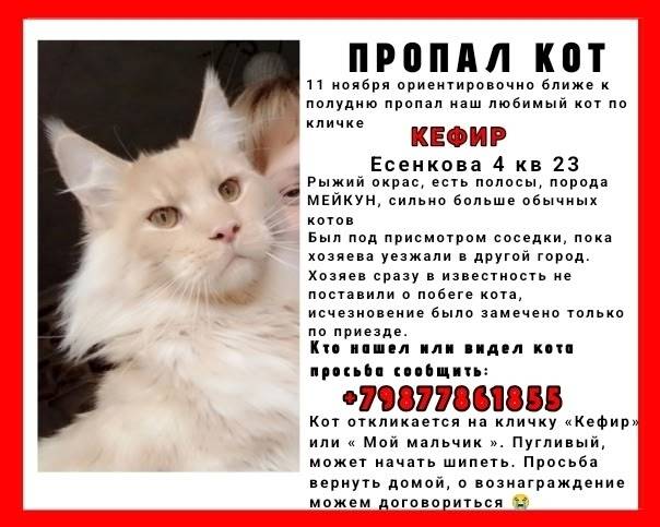 Анон. Пропал кот, по кличке Ке...