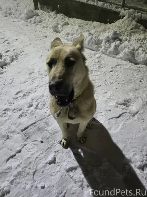 Потерялась собака, видно, что ...