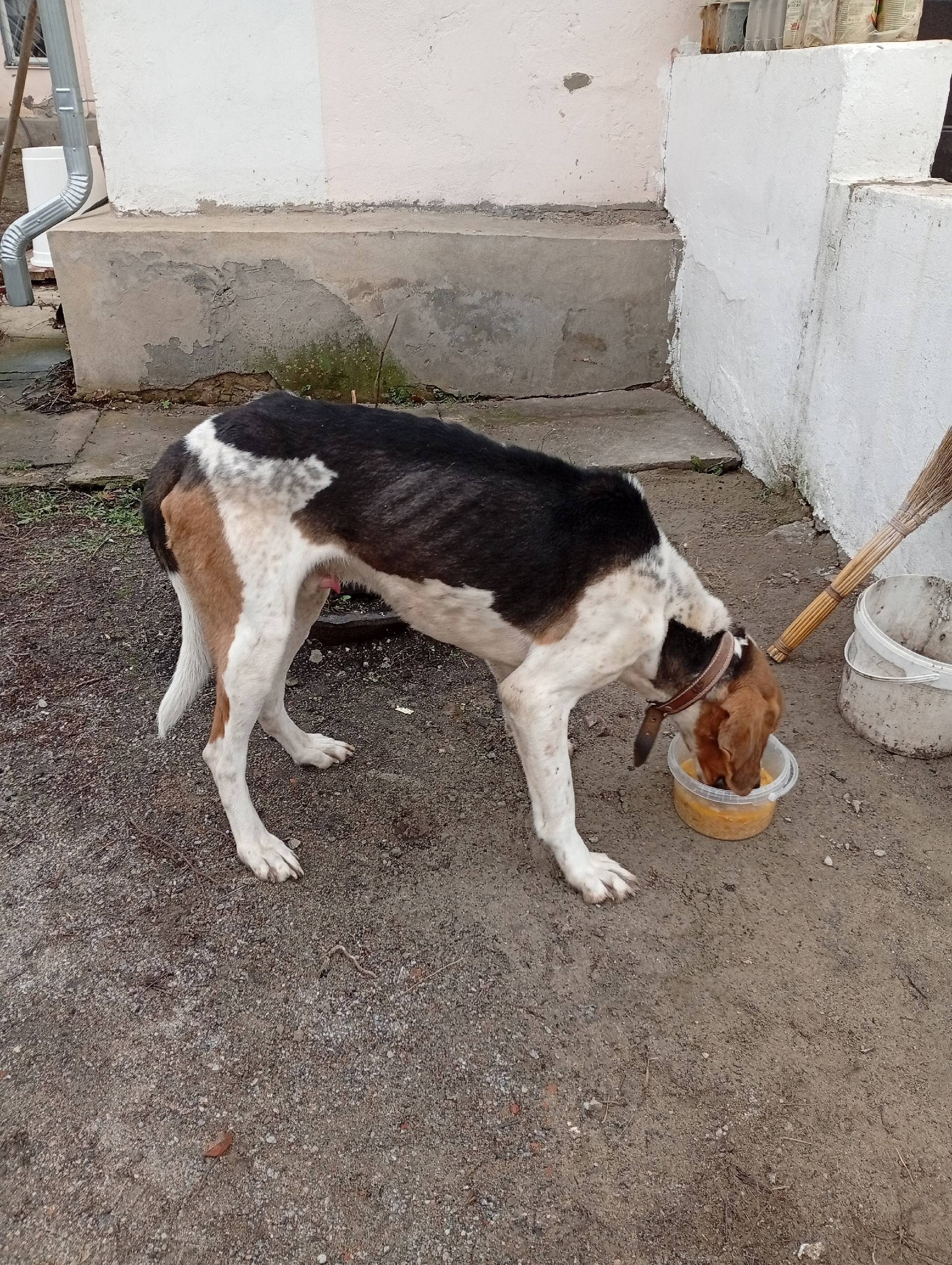 Кто потерял? Собака охотничья,...