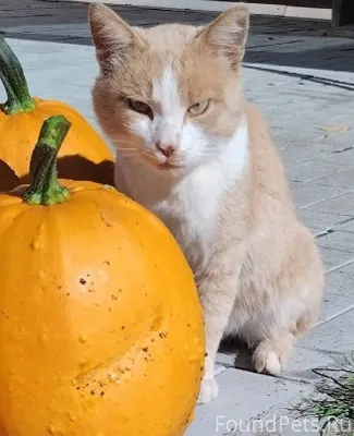 16.11. на Руднике в районе...