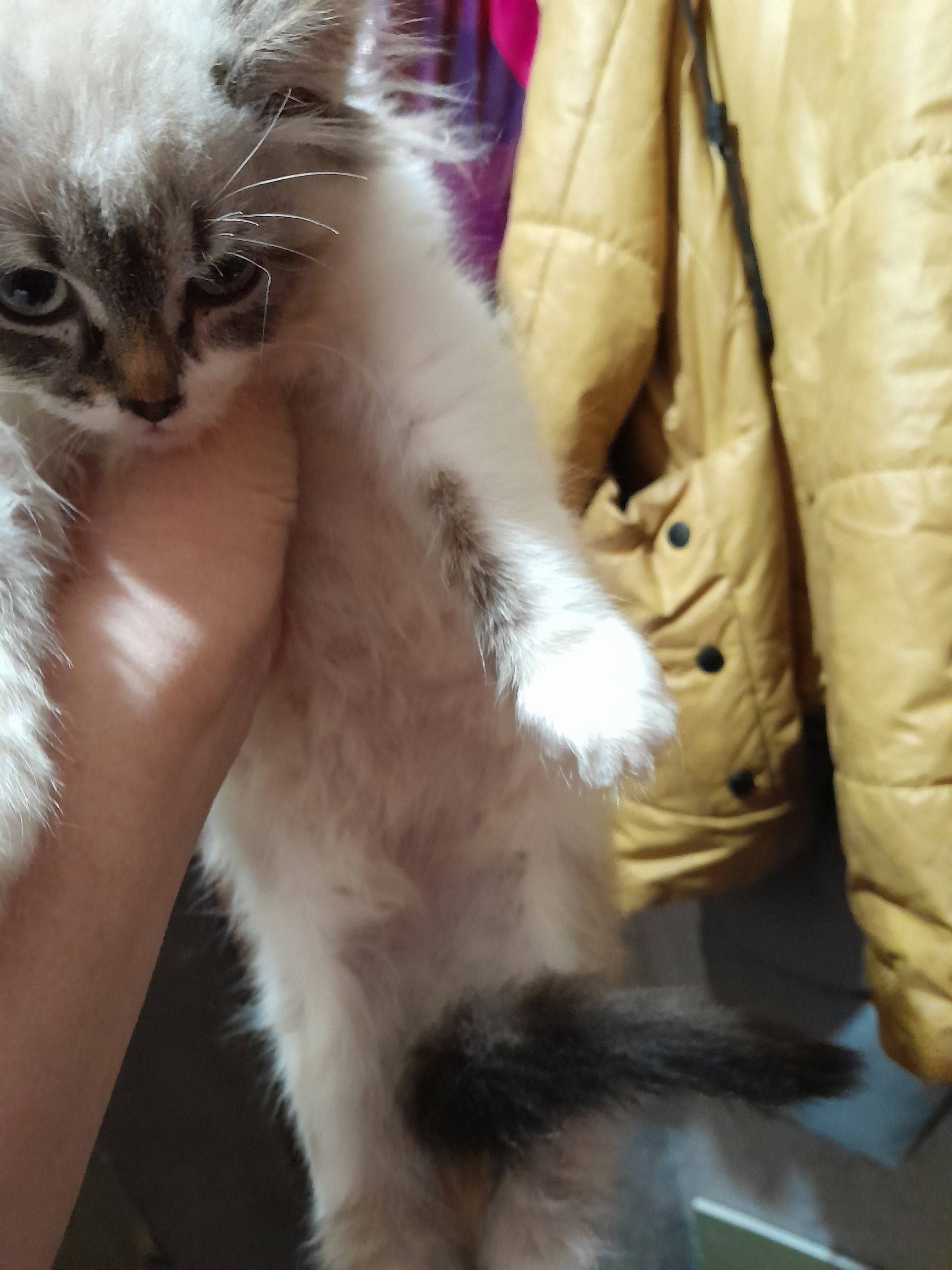 Найден котенок старая. Ситня м...