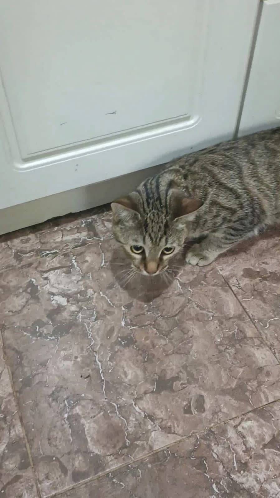 4-5 дней назад пропал котёнок....