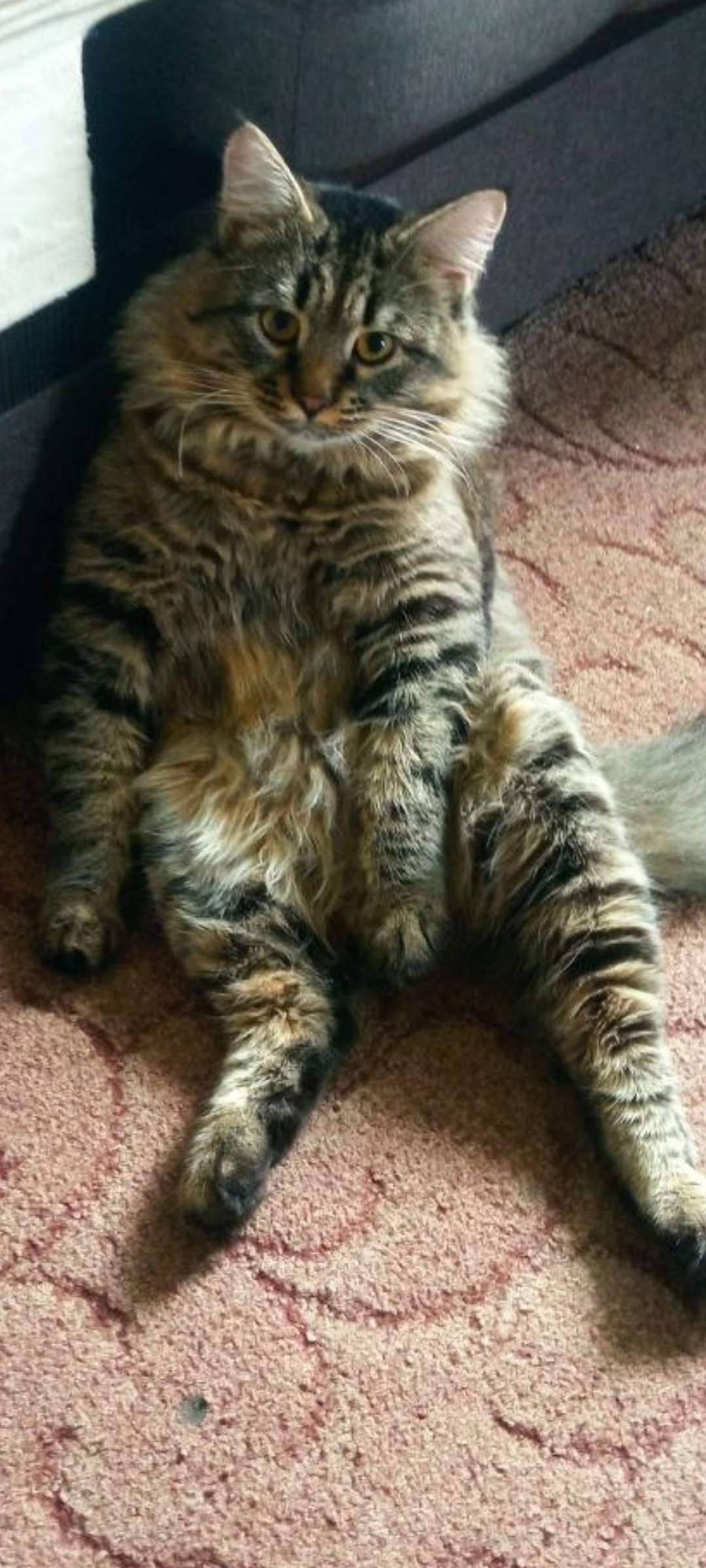 Здравствуйте. Пропал кот вечер...