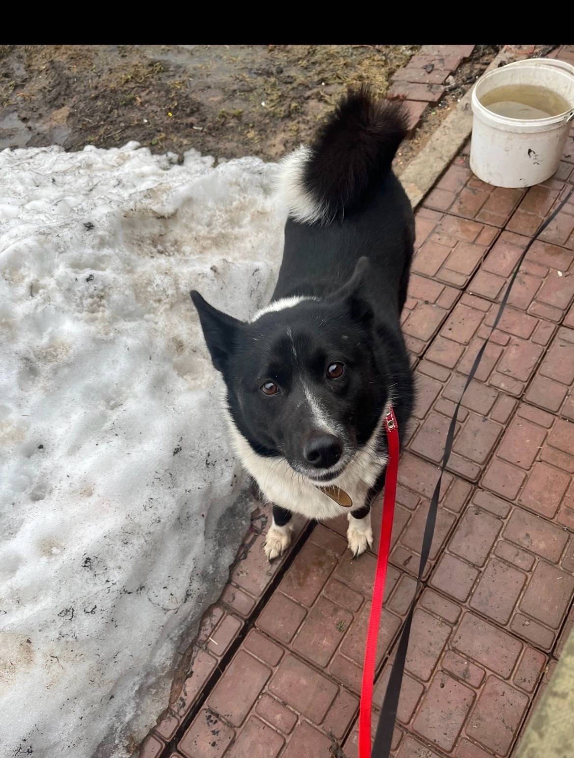 ‼️‼️‼️‼️‼️ Пропала собака!!! Д...