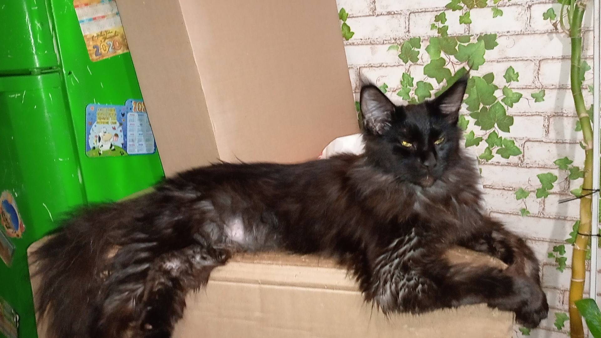 Повтор!!! Кудепста! На Дарвина...