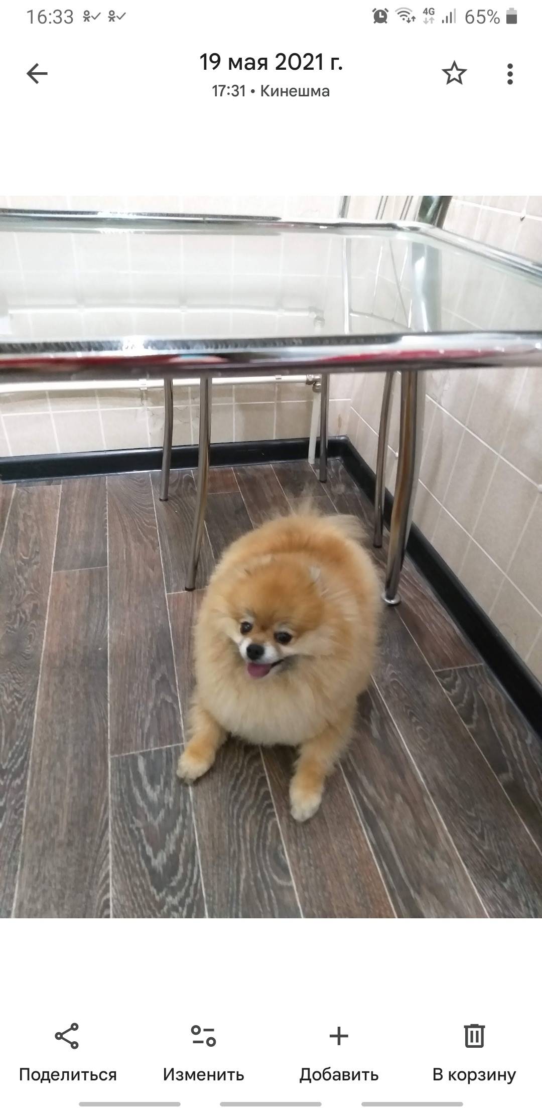 Пропала собака. Шпиц рыжий. Ви...